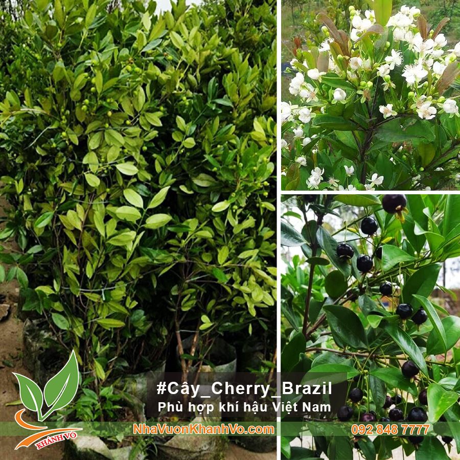 Cây Cherry Brazil Trưởng Thành Đã Ra Trái 2 Mùa
