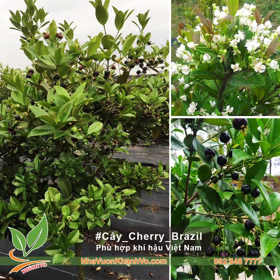 Cây Cherry Brazil Trưởng Thành Đang Trái Cao Từ 2 - 2,5m