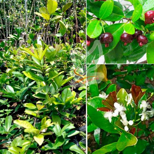 Cây Cherry Brazil Trưởng Thành Sắp Ra Trái Cao Khoảng 80-1m