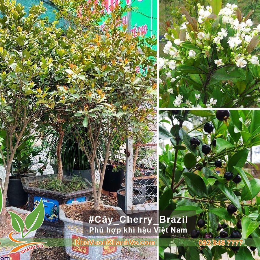 Cây Cherry Brazil Trưởng Thành Tạo Tán Đẹp Cao 2,5m - Đang Hoa