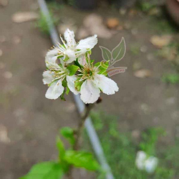 Cây Cherry Mỹ Đang Ra Hoa