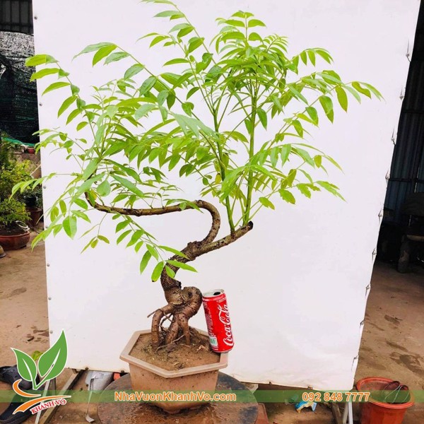 Cây Cóc Thái Bonsai