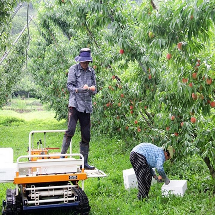 Cây Đào Tiên Nhật Bản