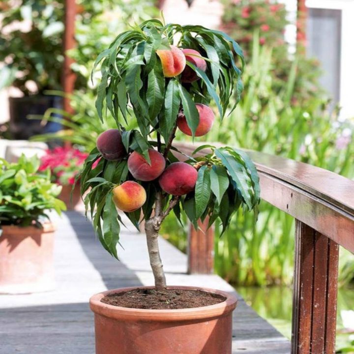 Cây Đào Tiên Nhật Bản