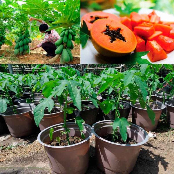 Cây Đu Đủ Lùn Thái Lan - Cây Giống Cao Sản