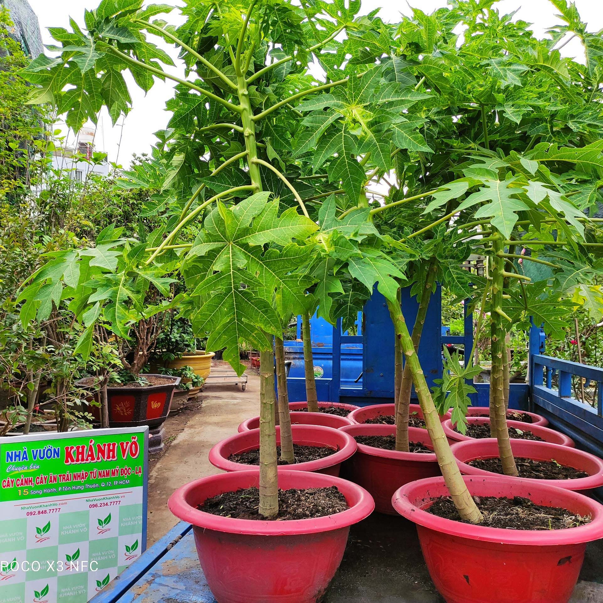 Cây Đu Đủ Lùn Thái Lan - Cây Trưởng Thành Cao 1m - 1,3m