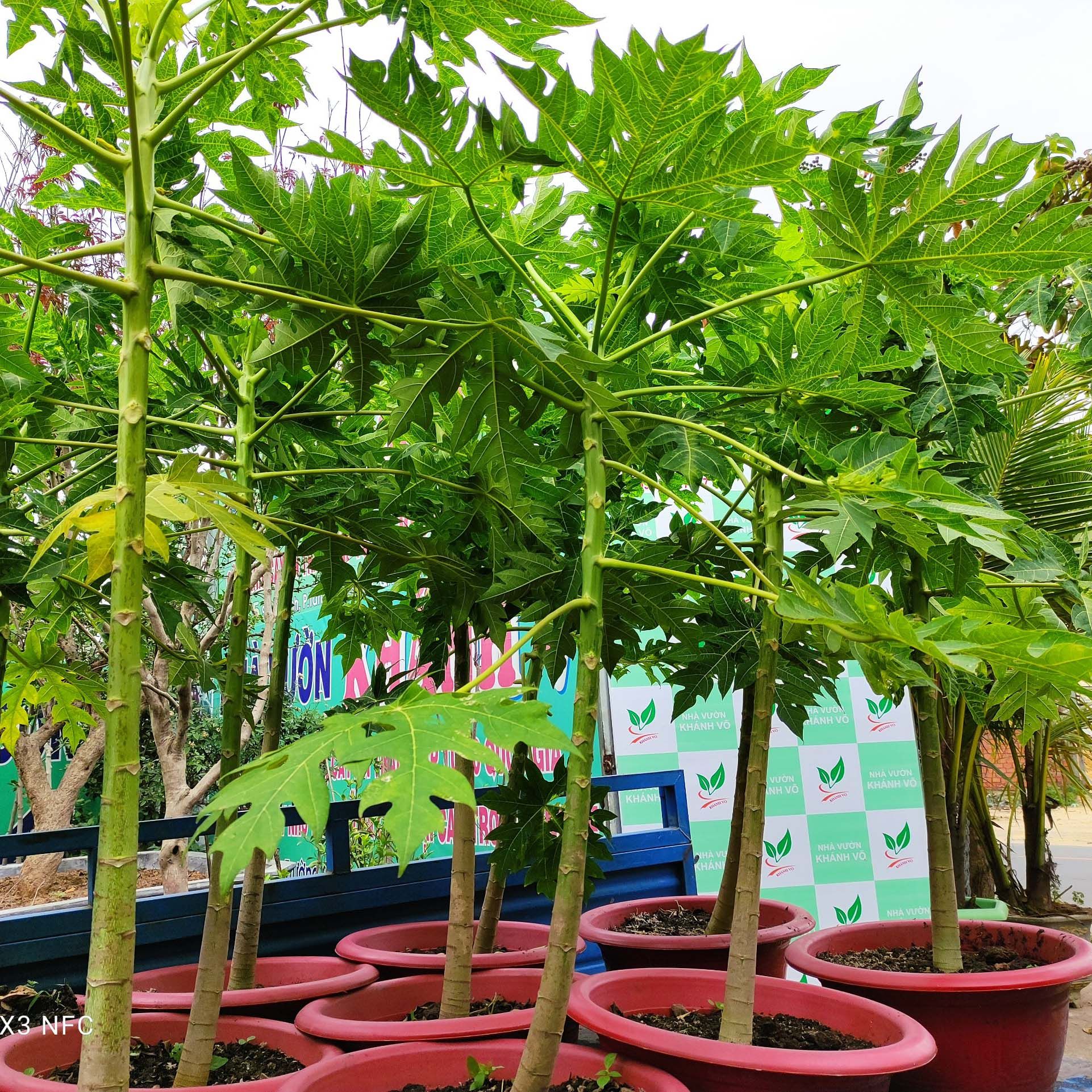 Cây Đu Đủ Lùn Thái Lan - Cây Trưởng Thành Cao 1m - 1,3m