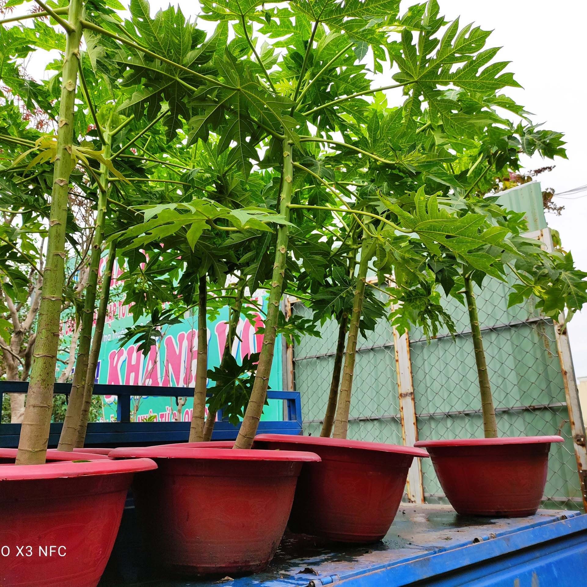 Cây Đu Đủ Lùn Thái Lan - Cây Trưởng Thành Cao 1m - 1,3m