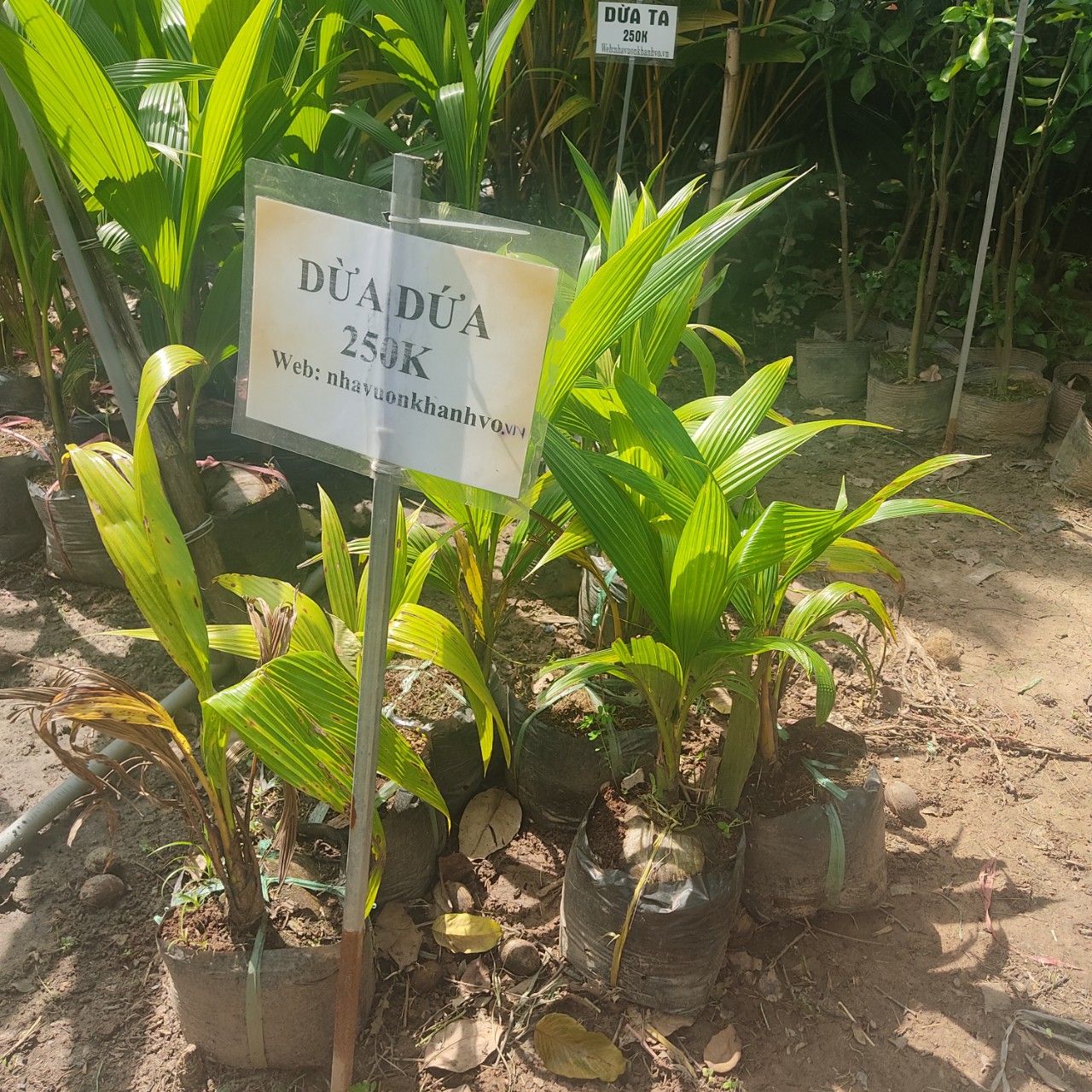 Cây Dừa Dứa Giống Cao 60 cm - 80 cm