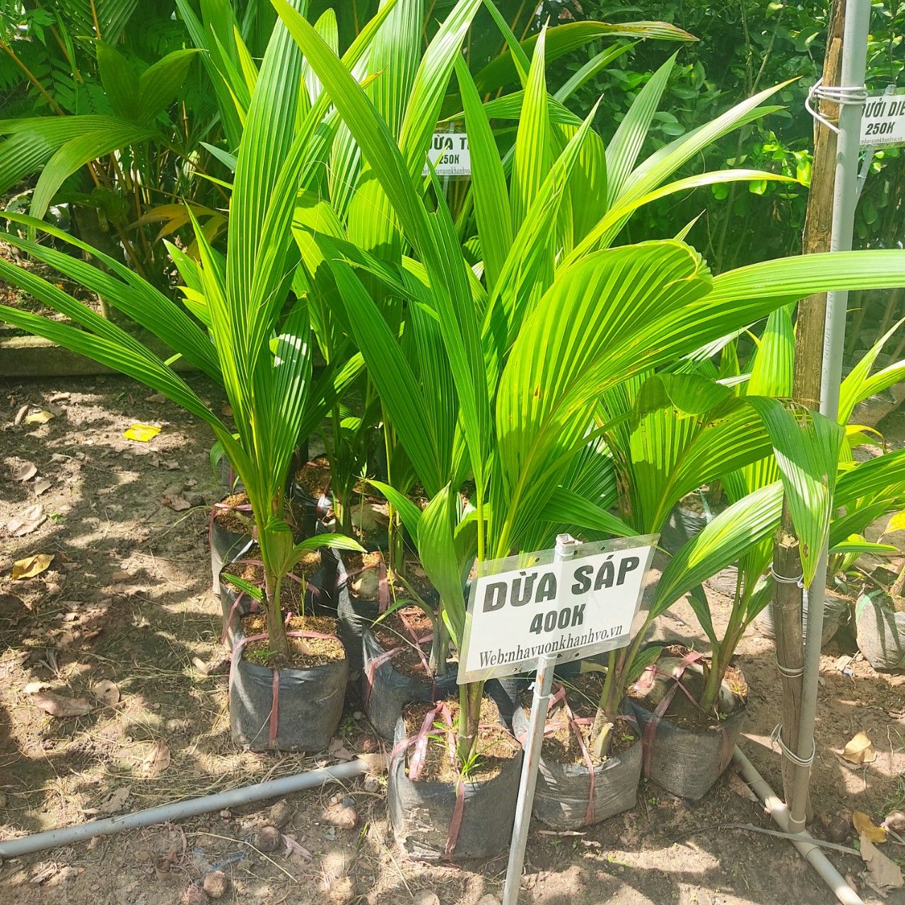 Cây Dừa Sáp Giống Cao 80-1m