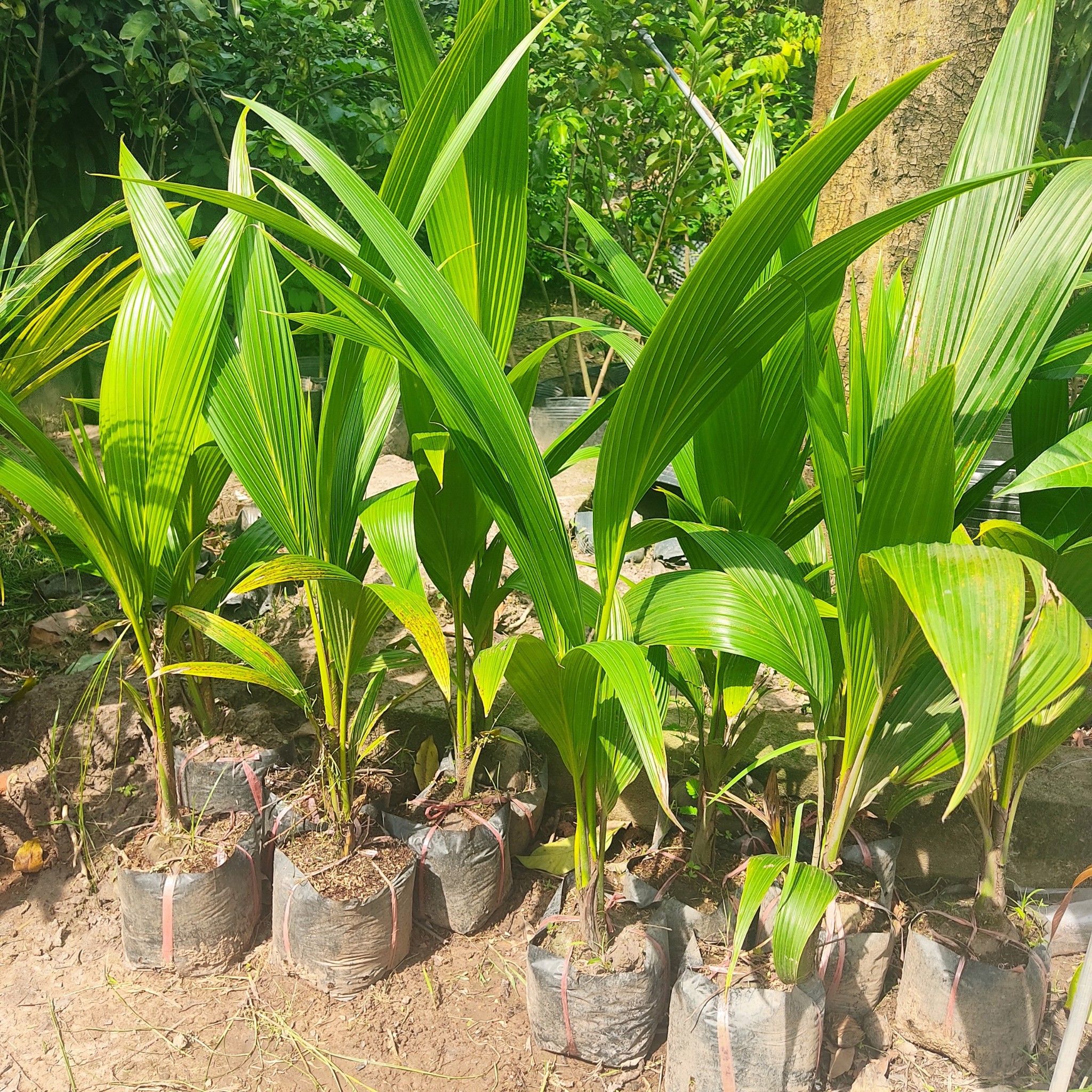 Cây Dừa Xiêm Lùn Giống Cao 80-1m