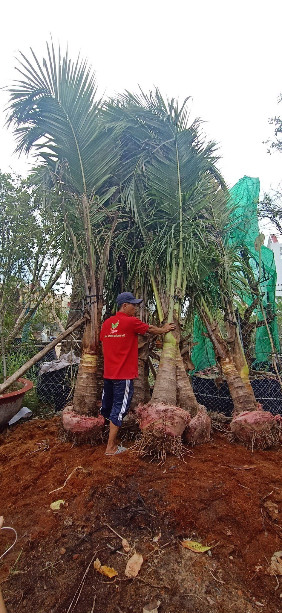 Cây Dừa Xiêm Lùn Trưởng Thành Đã Cho Trái