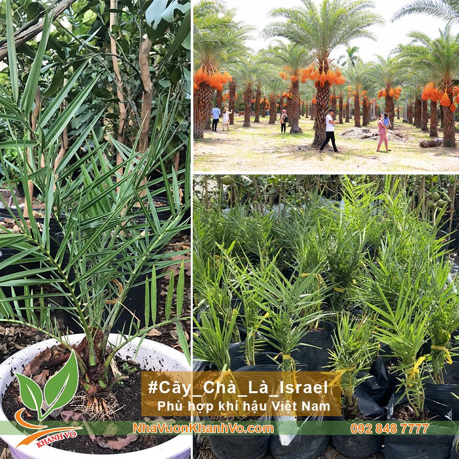 Cây Giống Chà Là Trung Đông Cao 40-50cm