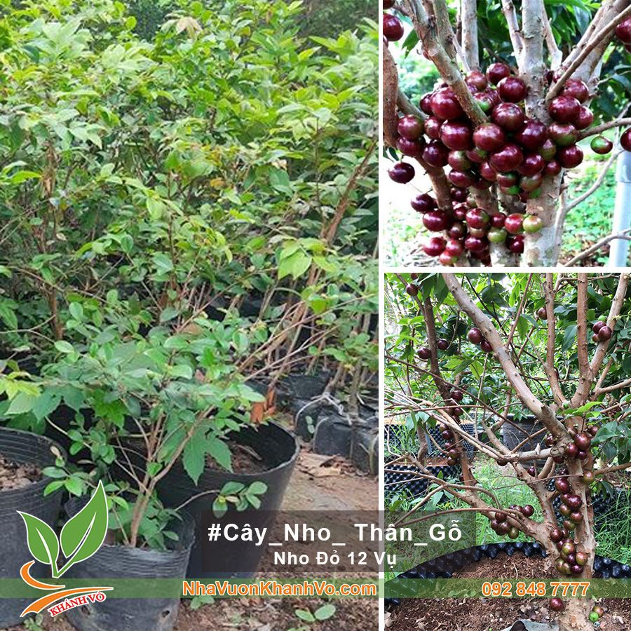 Cây Giống Nho Thân Gỗ Đỏ 12 Vụ
