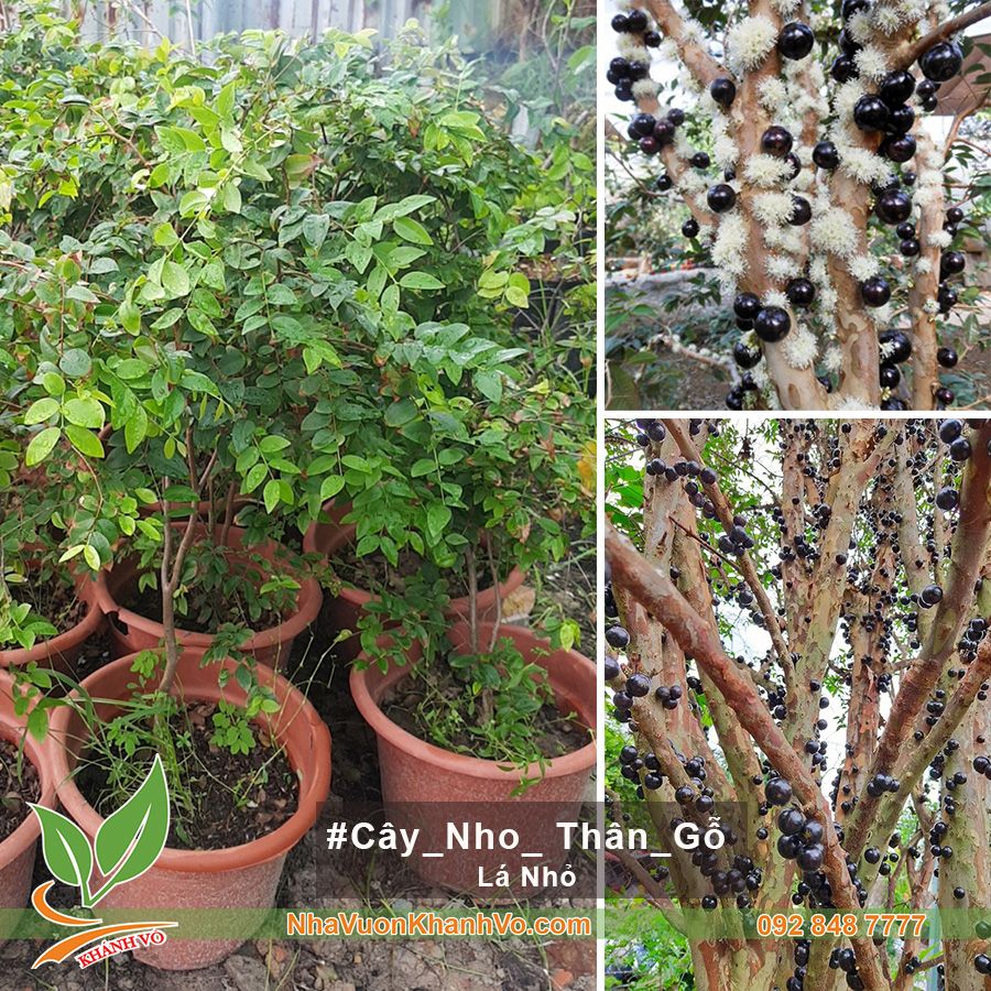 Cây Giống Nho Thân Gỗ - Lá Nhỏ