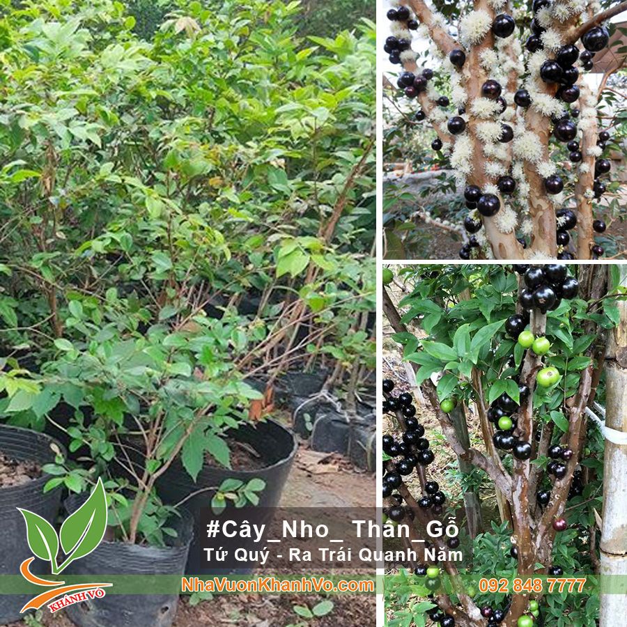 Cây giống nho thân gỗ tứ quý