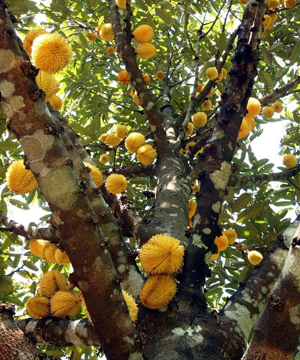Cây Sầu Riêng Ruột Đỏ Thái Lan