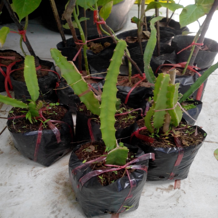 Cây giống Thanh long vàng Nhà vườn Khánh Võ