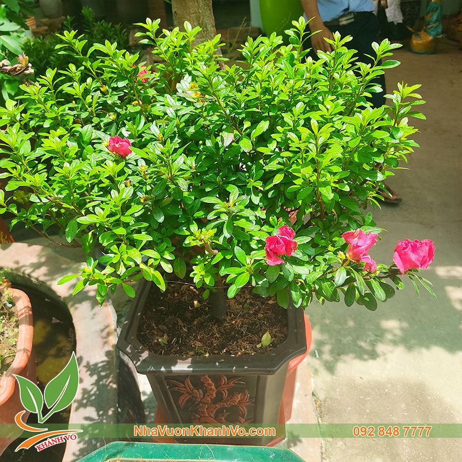 Cây Hoa Đỗ Quyên Đang Hoa