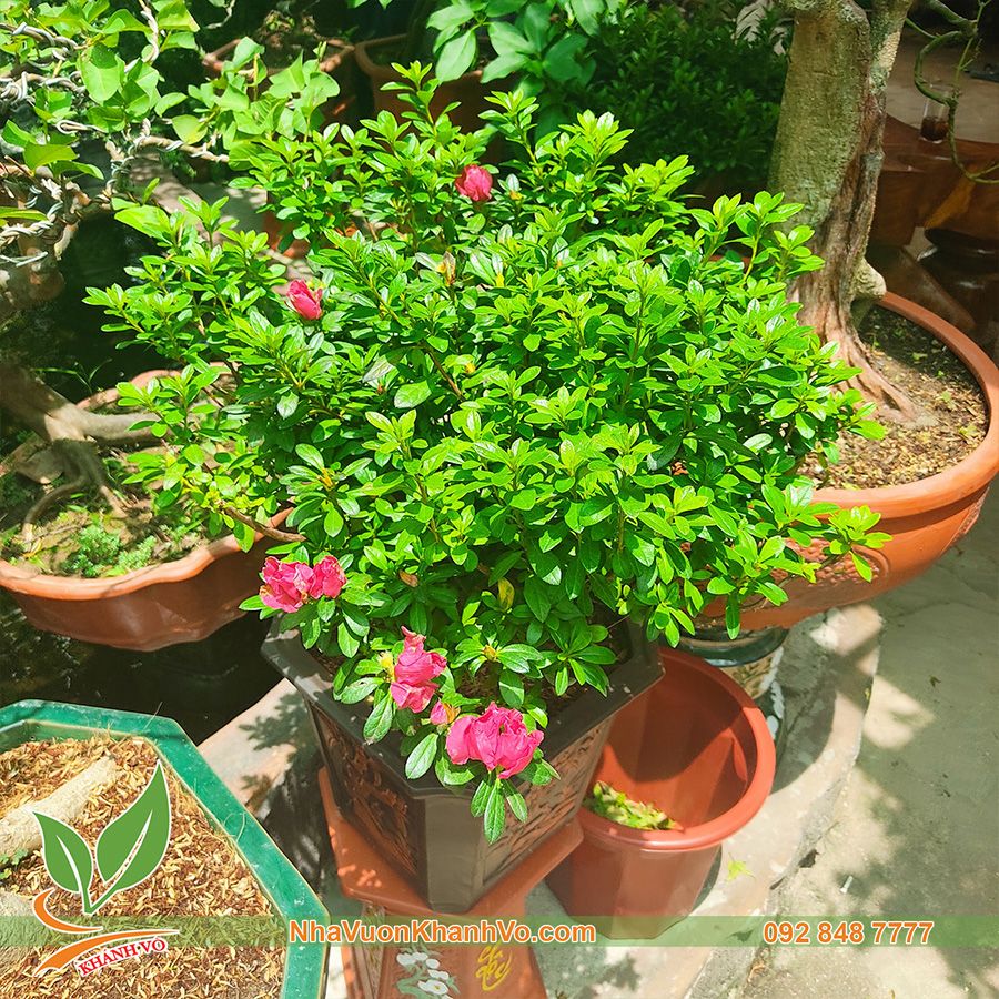 Cây Hoa Đỗ Quyên Đang Hoa