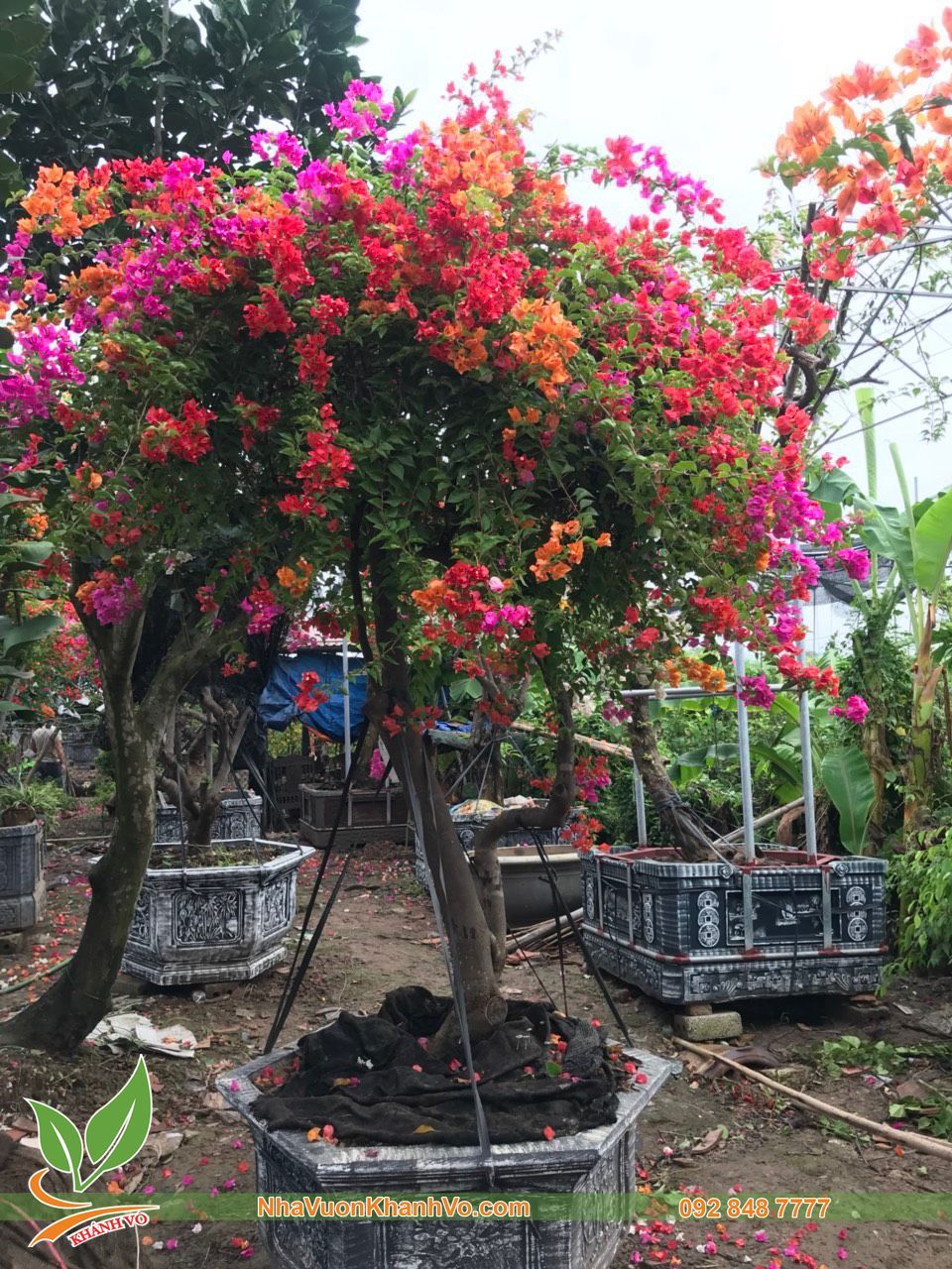 Cây Hoa Giấy 5 Màu Tạo Tán Đẹp
