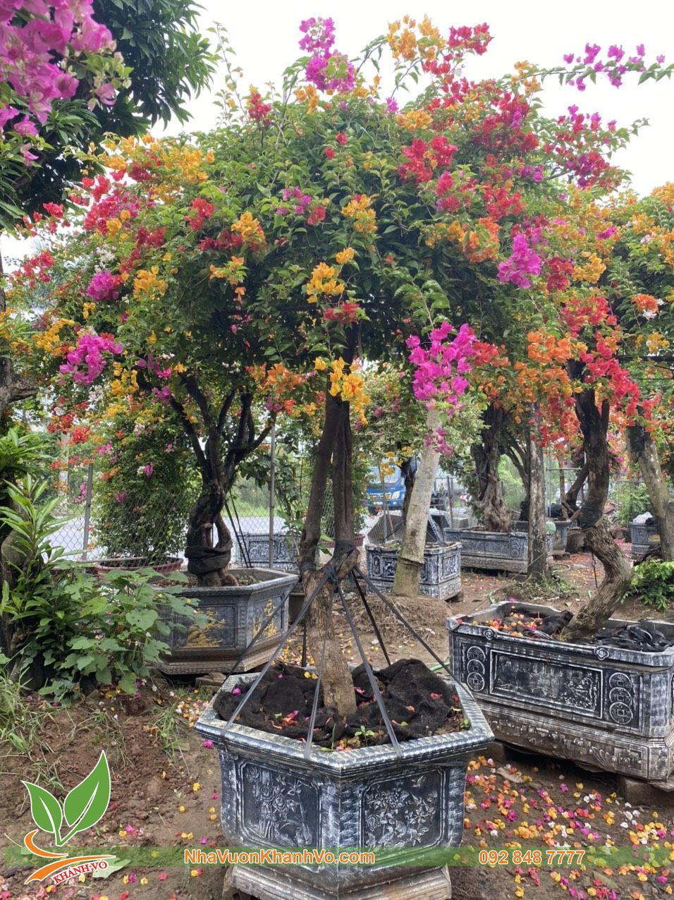 Cây Hoa Giấy 5 Màu Tạo Tán Đẹp