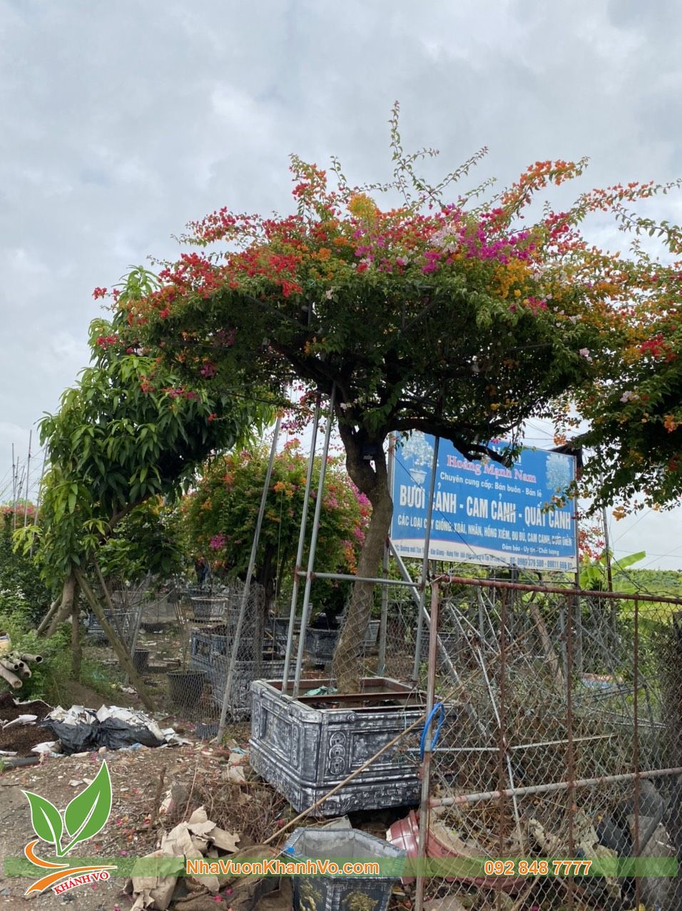 Cây Hoa Giấy 5 Màu Tạo Tán Đẹp