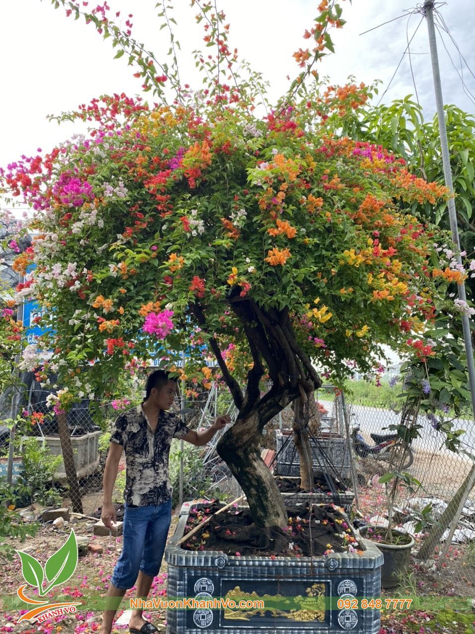 Cây Hoa Giấy 5 Màu Tạo Tán Đẹp