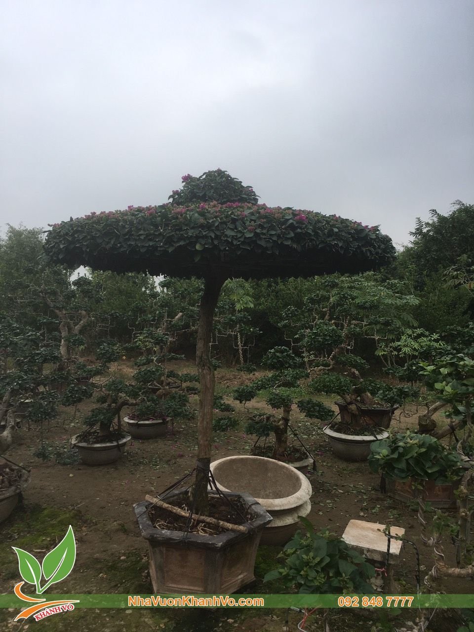 Cây Hoa Giấy Huế Bonsai Tạo Tán Đẹp