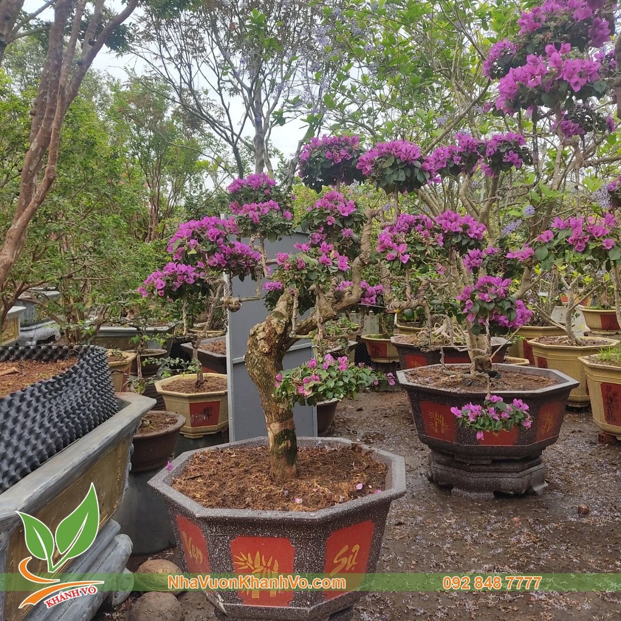Cây Hoa Giấy Huế Bonsai Độc Lạ