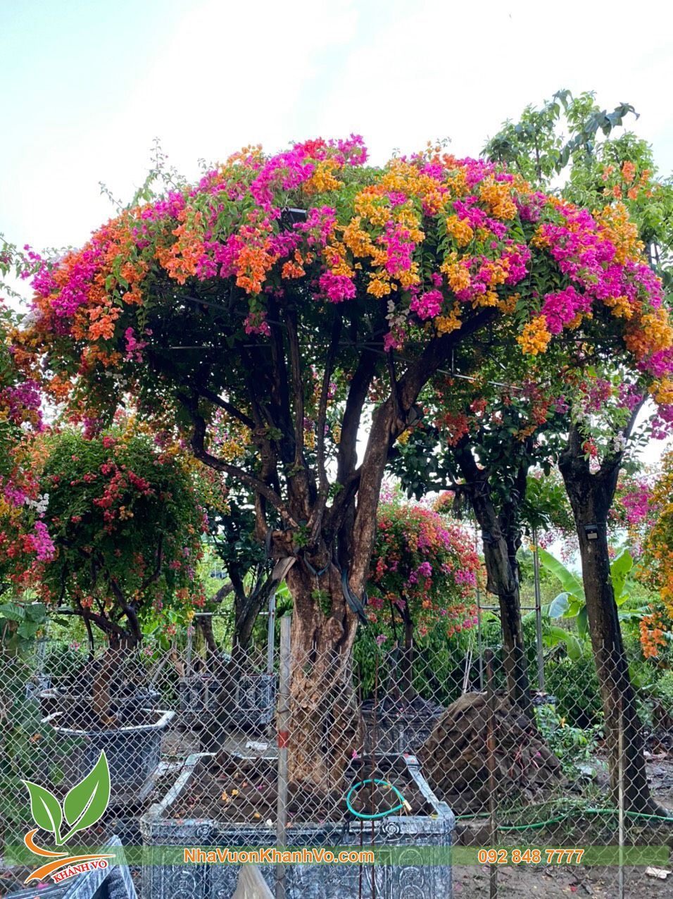 Cây Hoa Giấy Khủng Ngũ Sắc