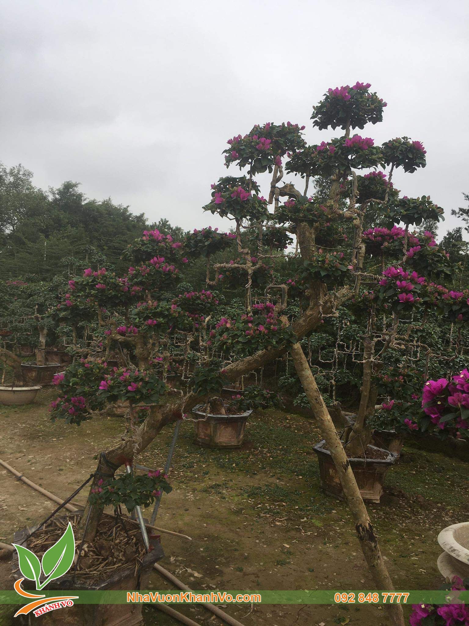 Cây Hoa Giấy Huế Bonsai Độc Lạ