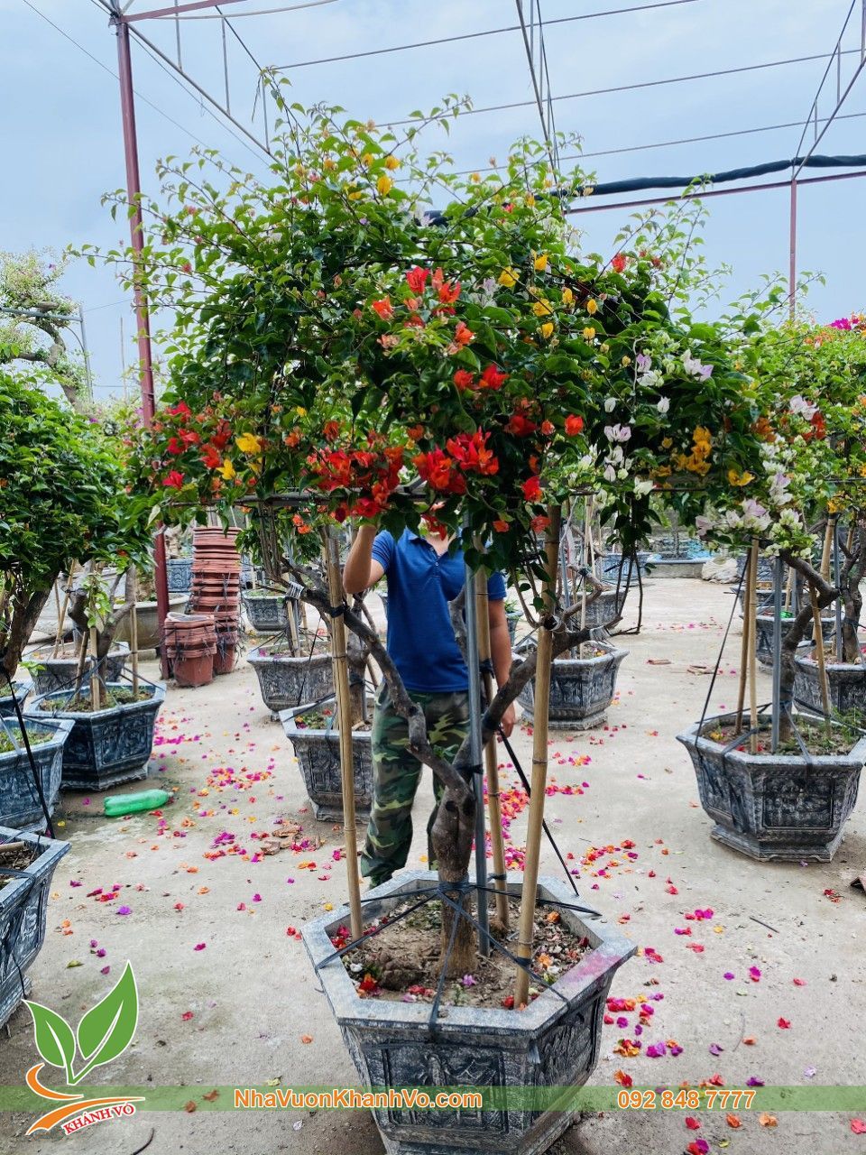 Cây Hoa Giấy Ngũ Sắc