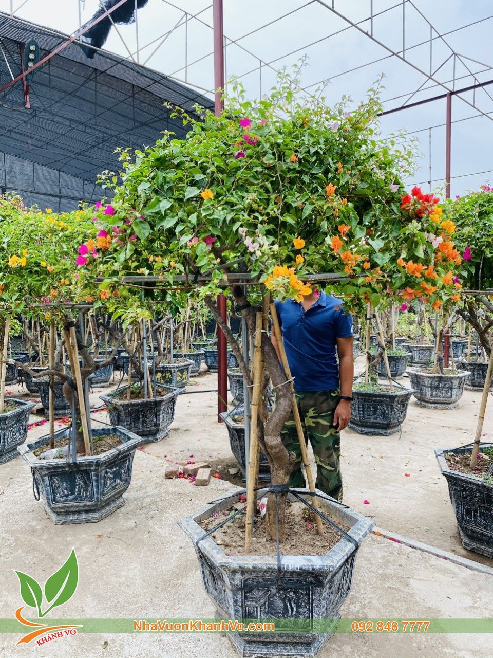 Cây Hoa Giấy Ngũ Sắc