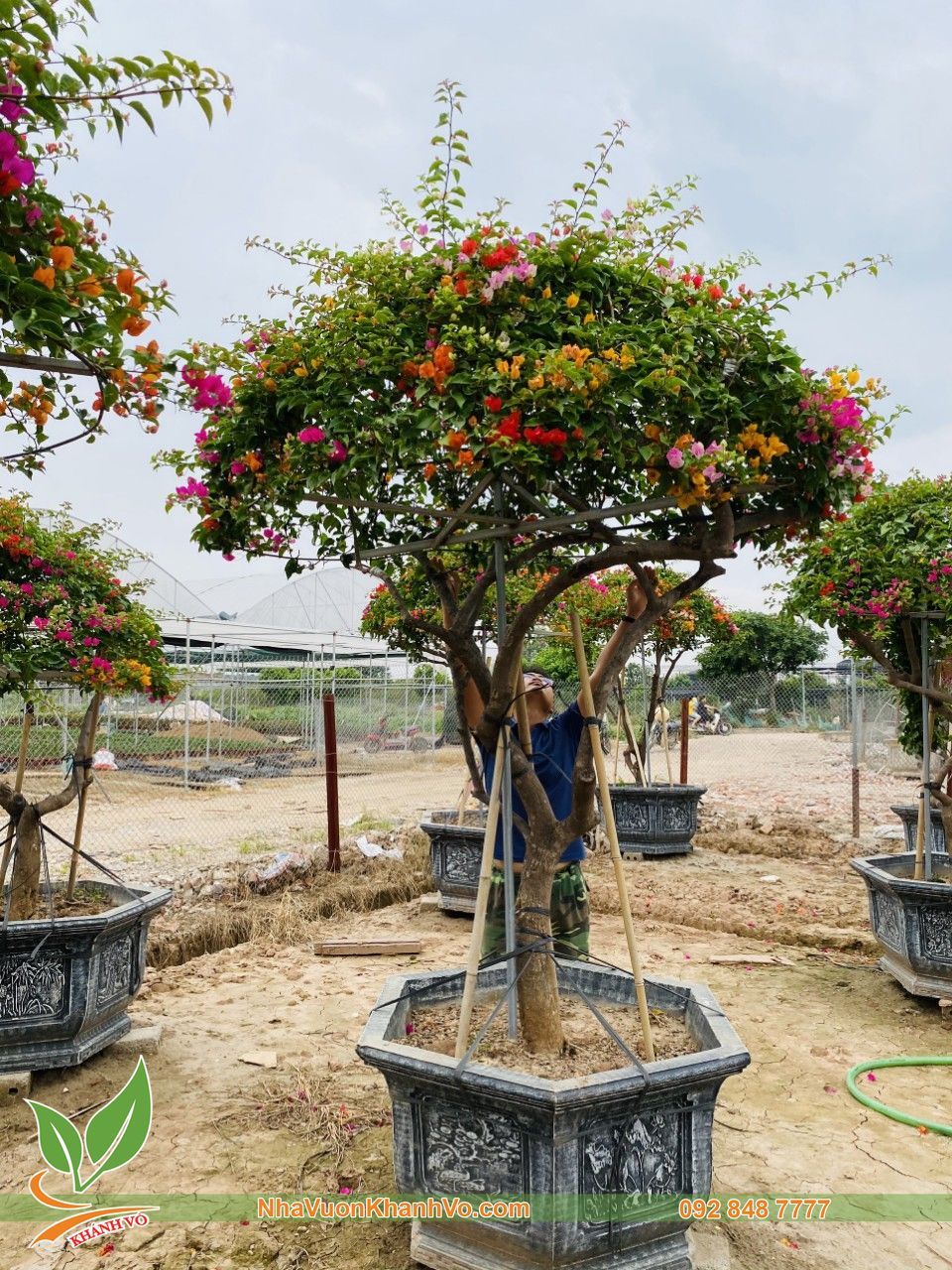 Cây Hoa Giấy Ngũ Sắc