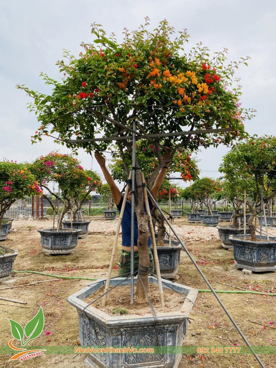 Cây Hoa Giấy Ngũ Sắc