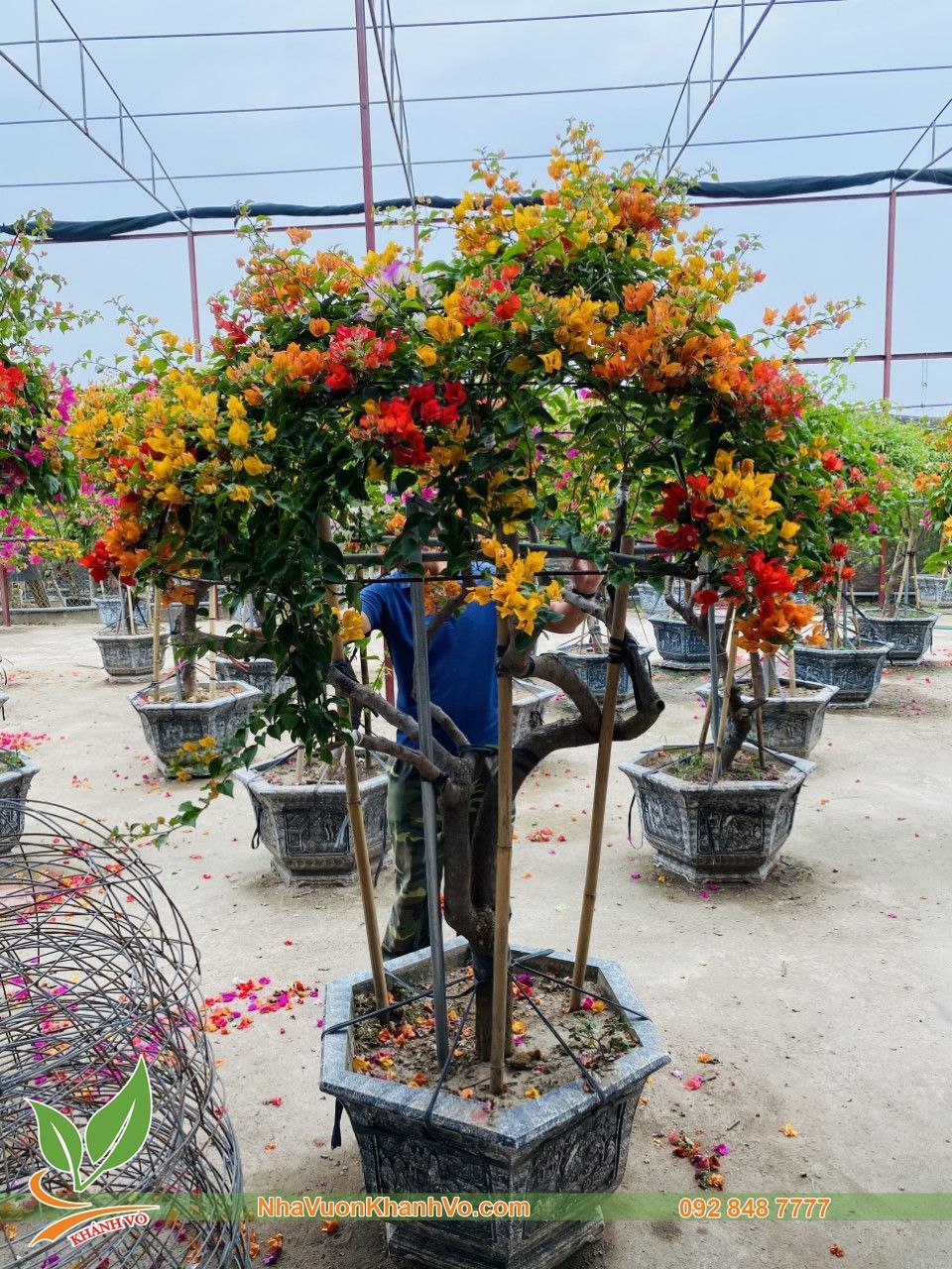 Cây Hoa Giấy Ngũ Sắc