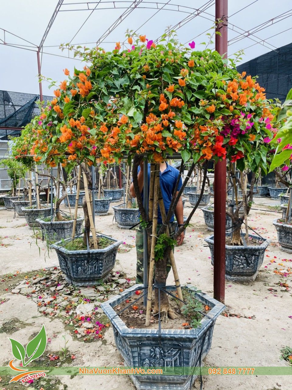 Cây Hoa Giấy Ngũ Sắc