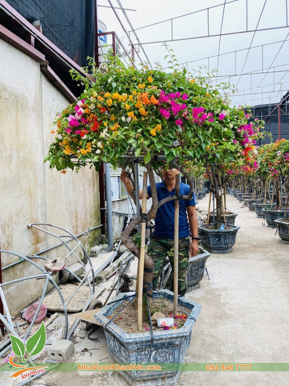 Cây Hoa Giấy Ngũ Sắc