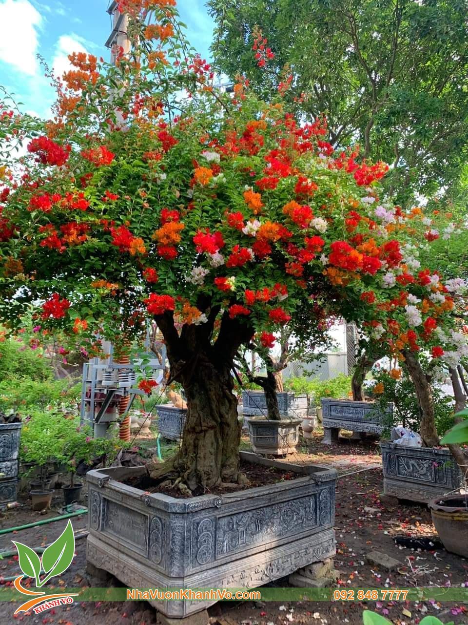 Cây Hoa Giấy Ngũ Sắc Bonsai Thân Khủng