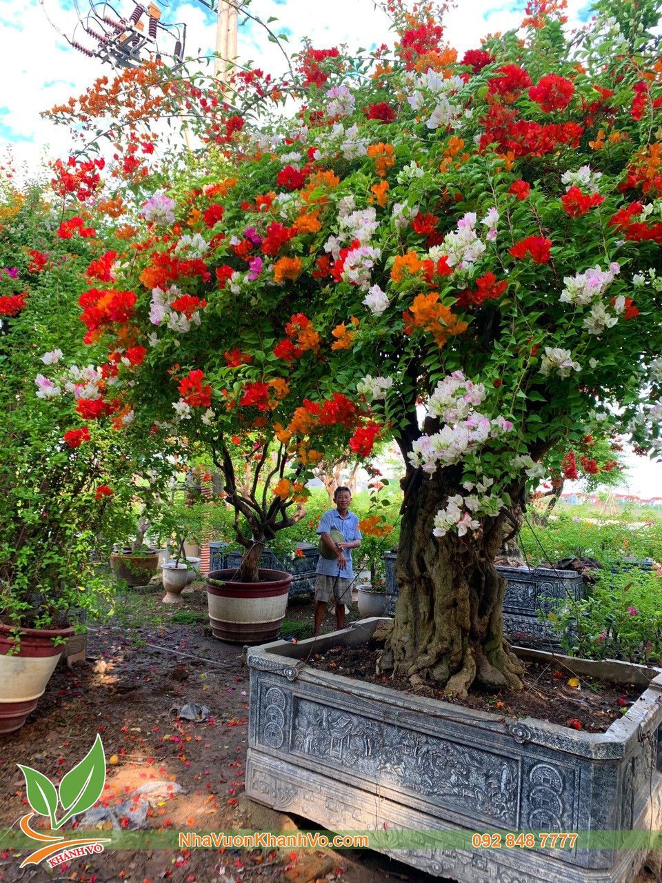 Cây Hoa Giấy Ngũ Sắc Bonsai Thân Khủng