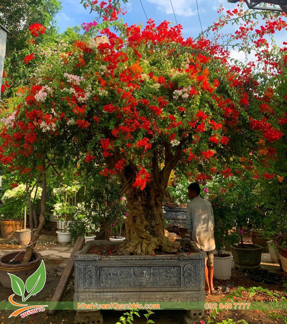 Cây Hoa Giấy Ngũ Sắc Bonsai Thân Khủng