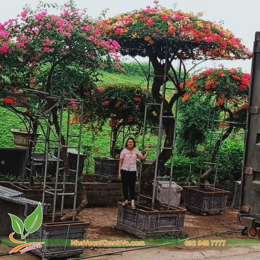 Cây Hoa Giấy Ngũ Sắc Khủng Cao 4m