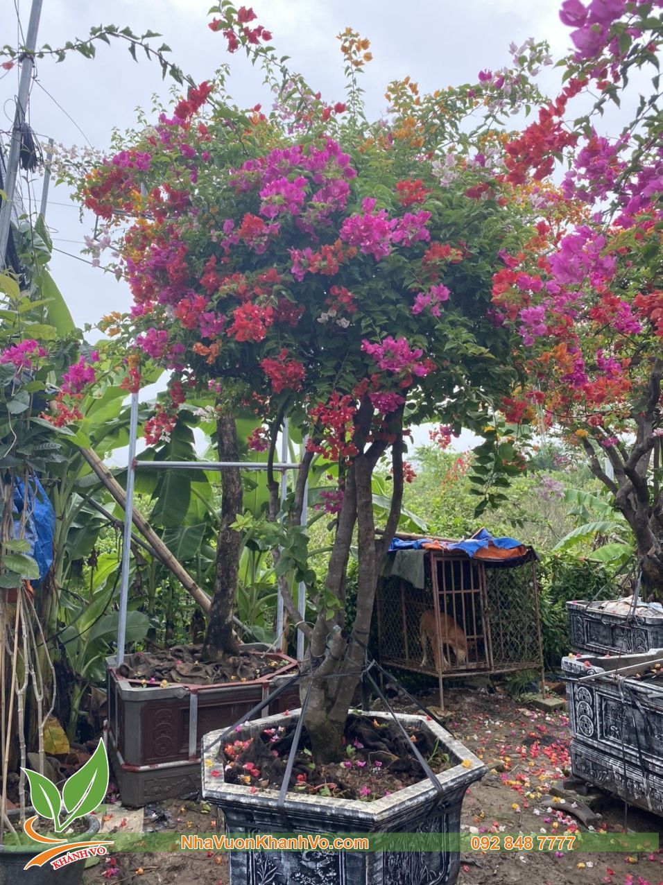 Cây Hoa Giấy Ngũ Sắc Thái Lan