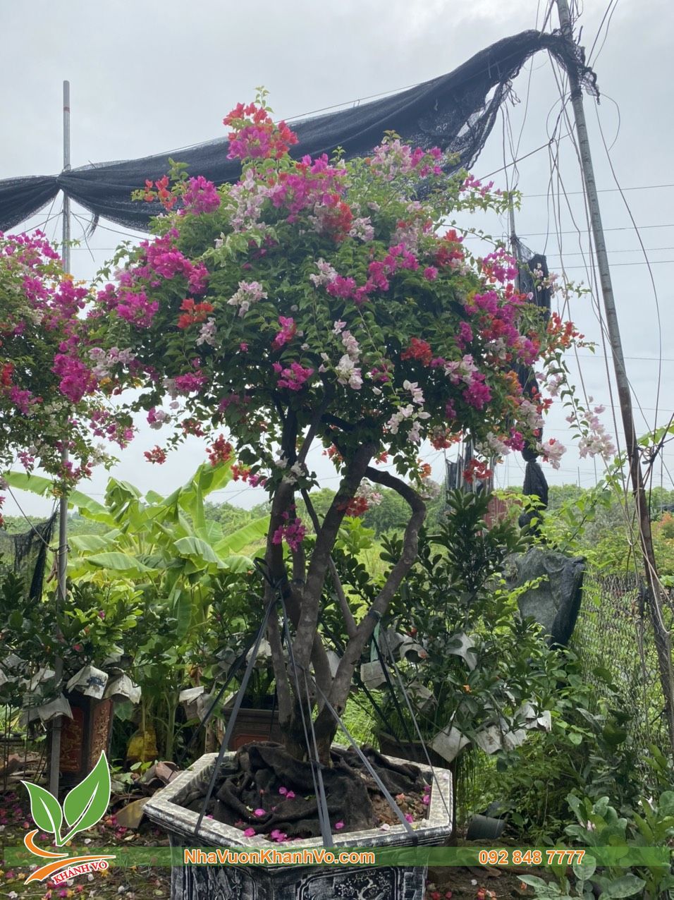 Cây Hoa Giấy Ngũ Sắc Thái Lan