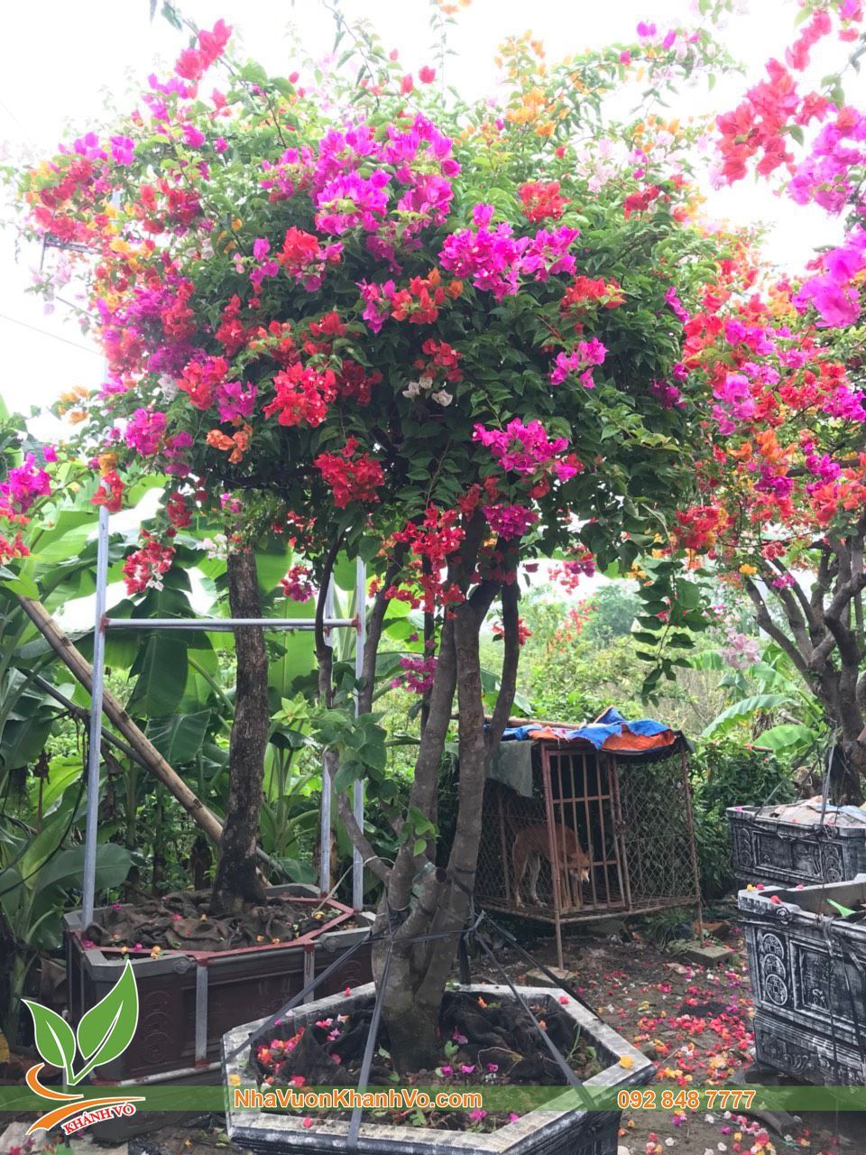 Cây Hoa Giấy Ngũ Sắc Thái Lan