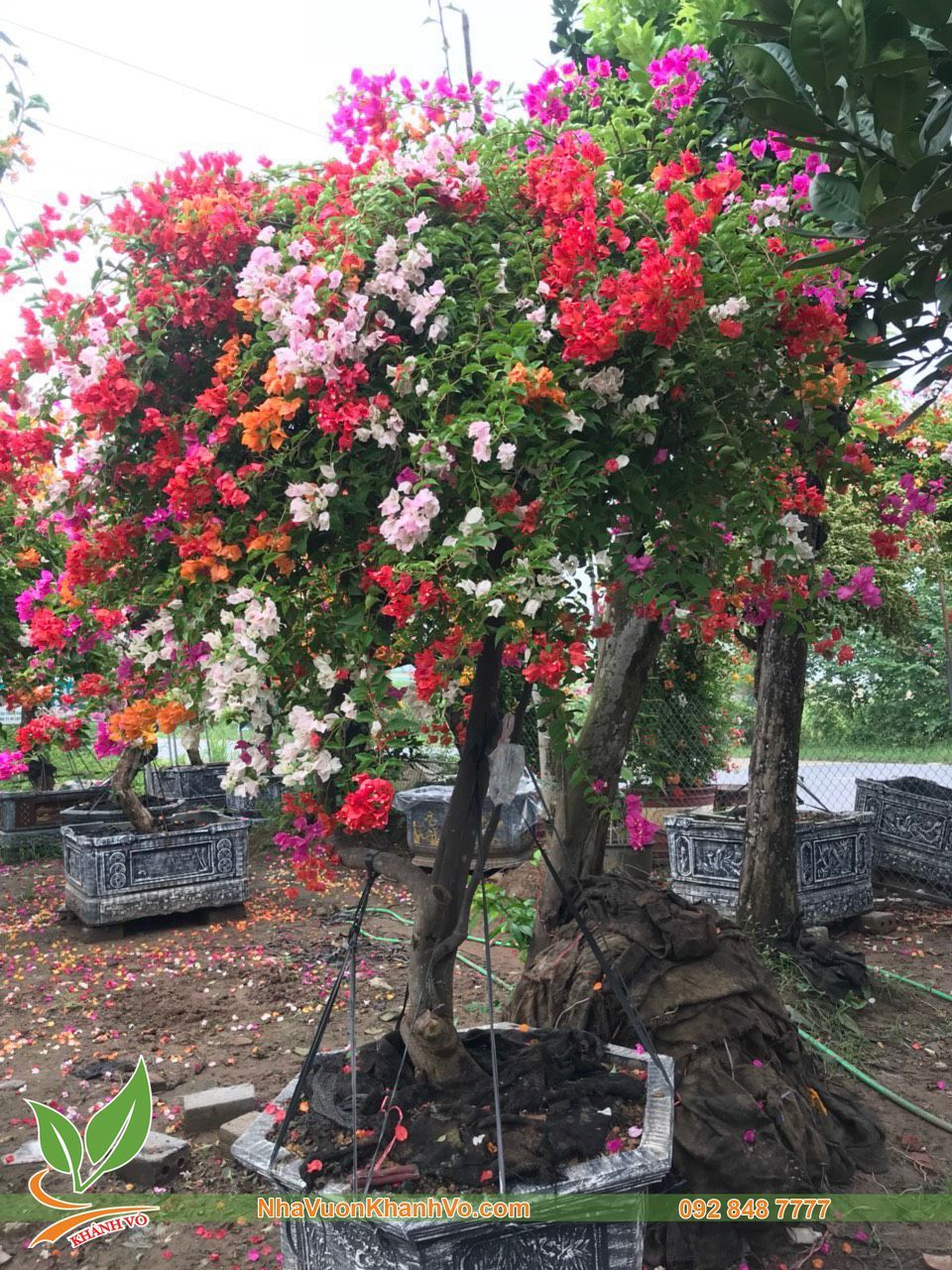 Cây Hoa Giấy Ngũ Sắc Thái Lan