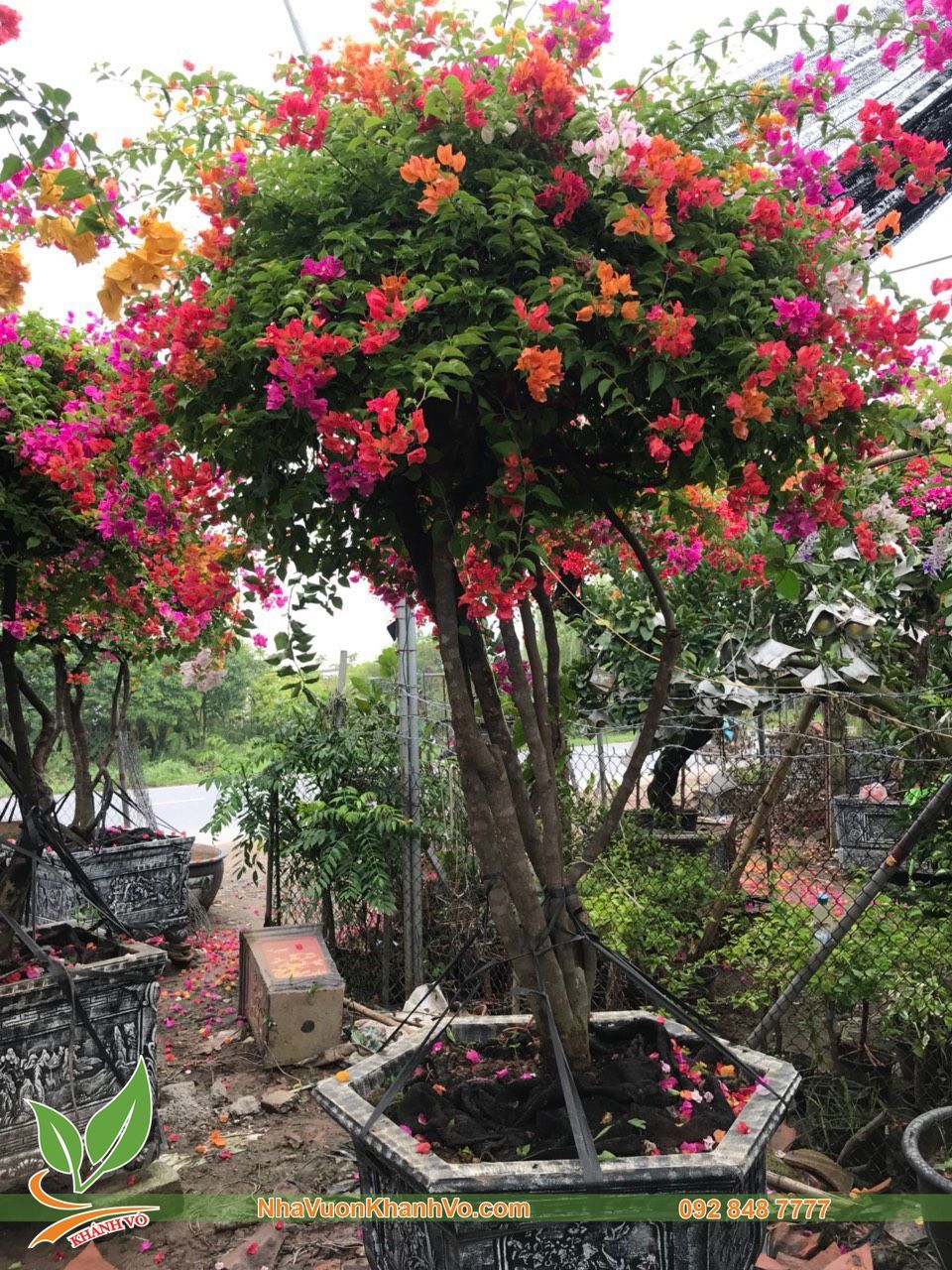 Cây Hoa Giấy Ngũ Sắc Thái Lan