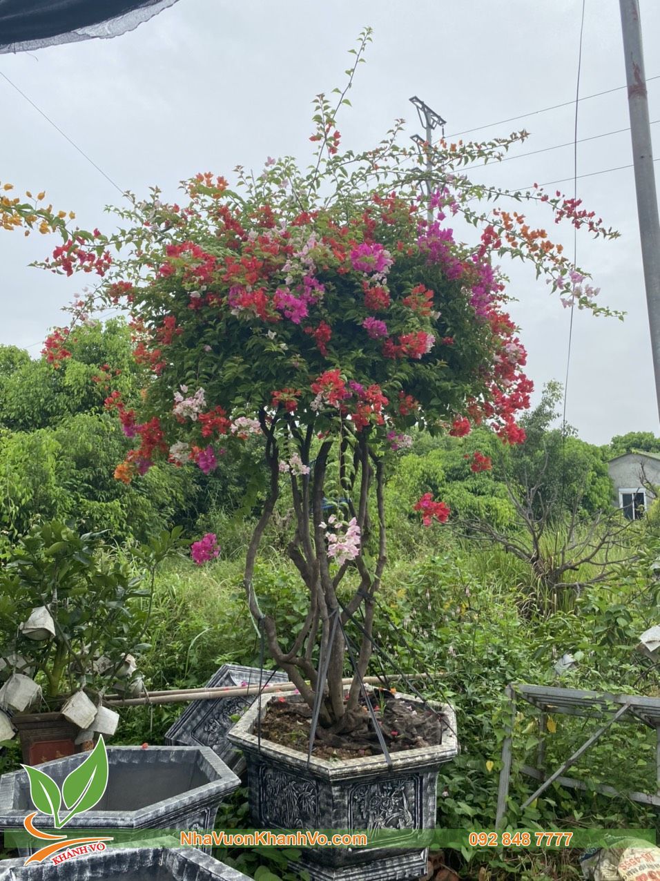 Cây Hoa Giấy Ngũ Sắc Thái Lan