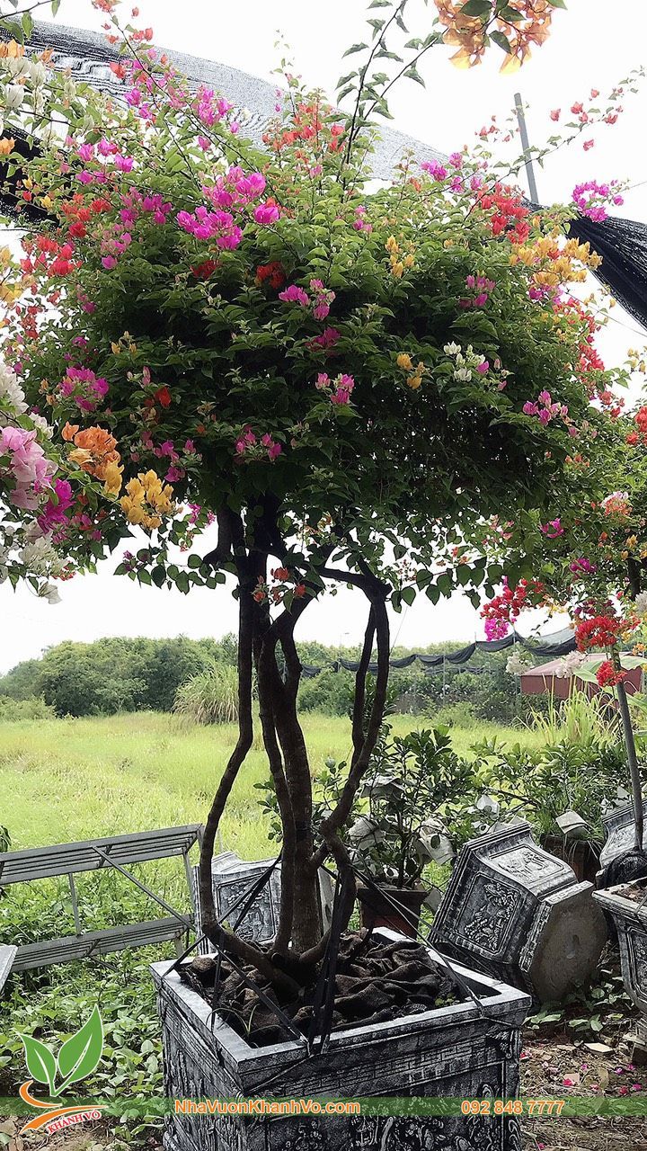 Cây Hoa Giấy Ngũ Sắc Thái Đẹp